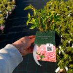 Hortenzia metlinatá (Hydrangea paniculata) ´LIVING COLOURFUL COCKTAIL´® by LIVING CREATIONS® výška 20-30 cm, kont. C1,5L